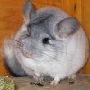 Teri