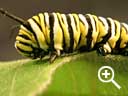 Monarch caterpillar eating a milkweed leaf.