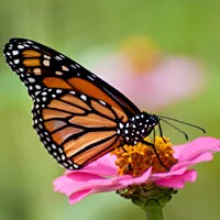 butterfly