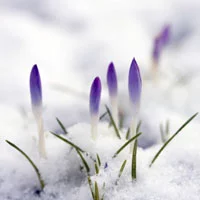 Snow flowers