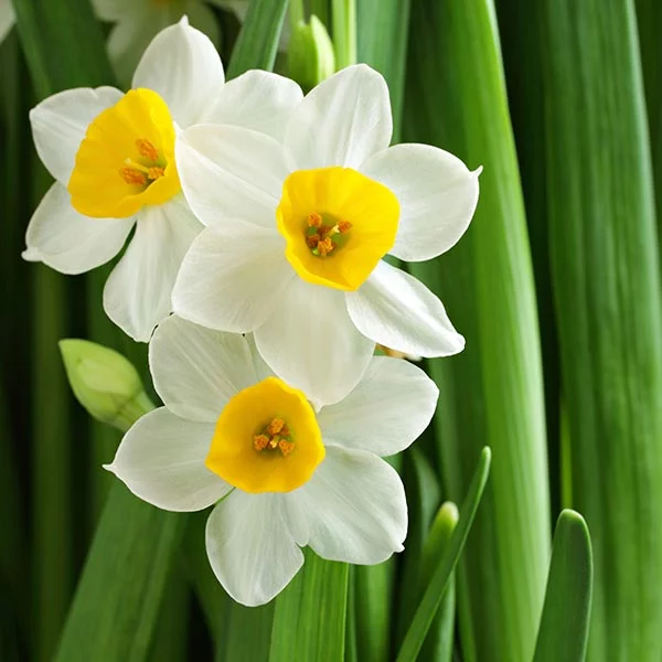 Spring flowers