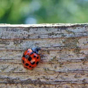Ladybug