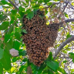 Nature Study Bee Swarm