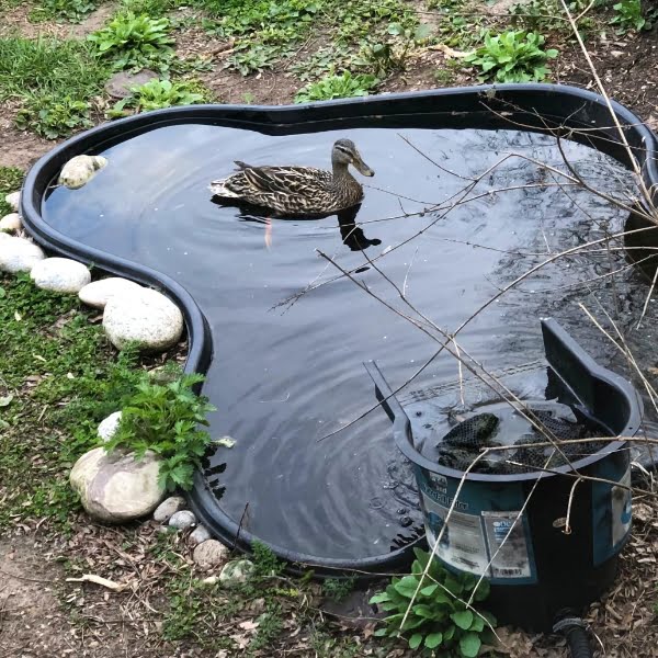 Karen's backyard pond.