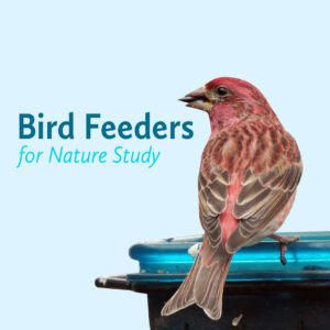Nature Study with Bird Feeders