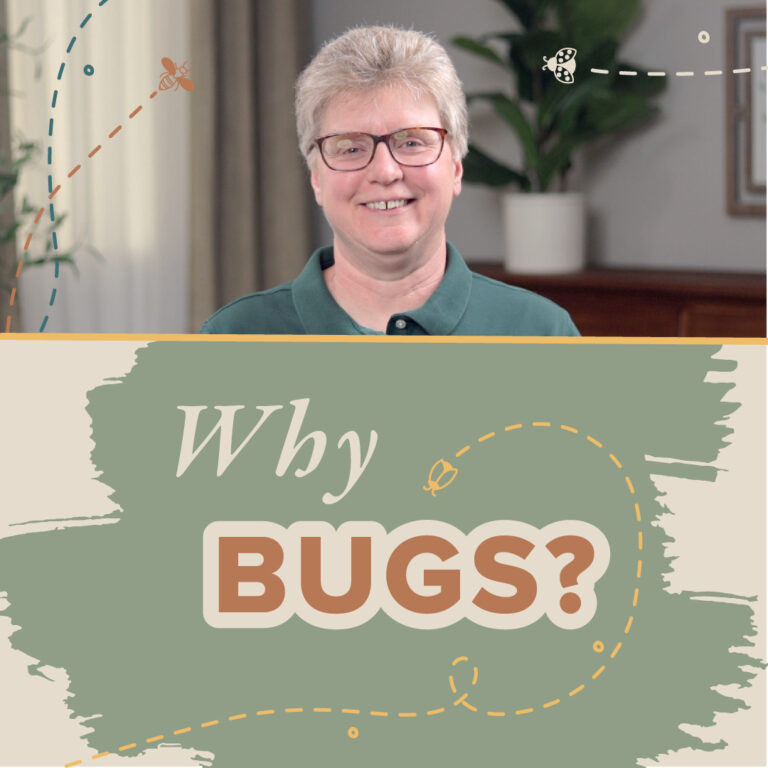 Why Should We Study Insects?
